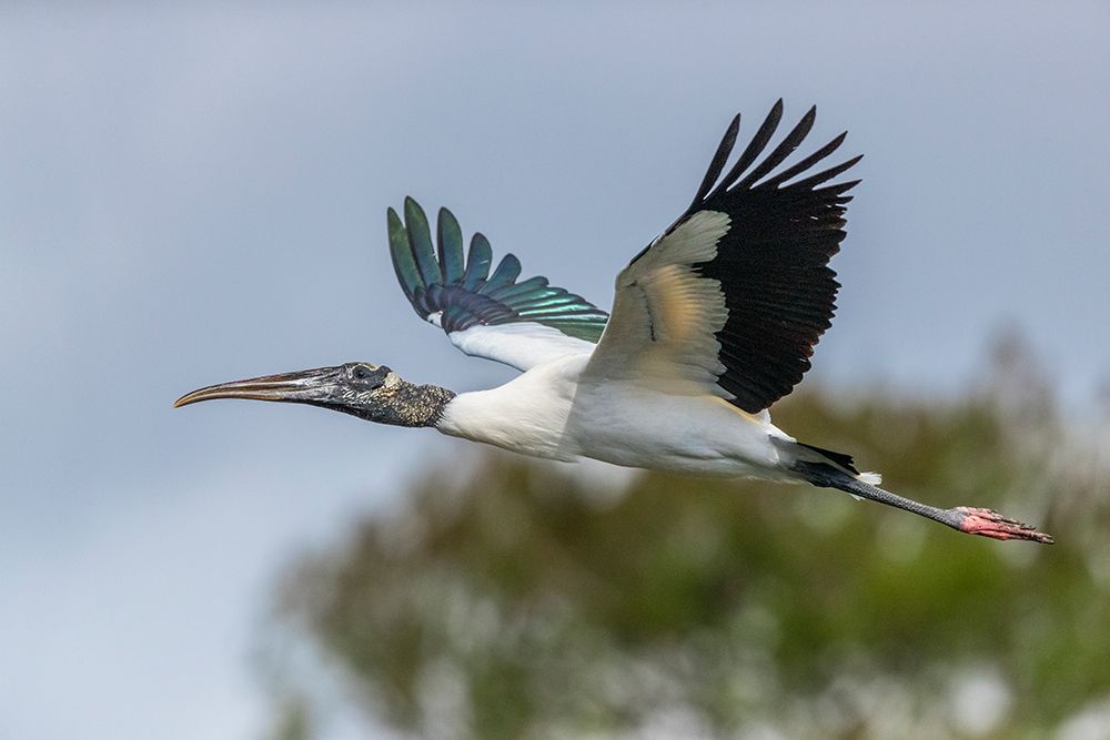An endangered wood stork glides into its nest within a large rookery in south Florida. art print by Larry Richardson for $57.95 CAD