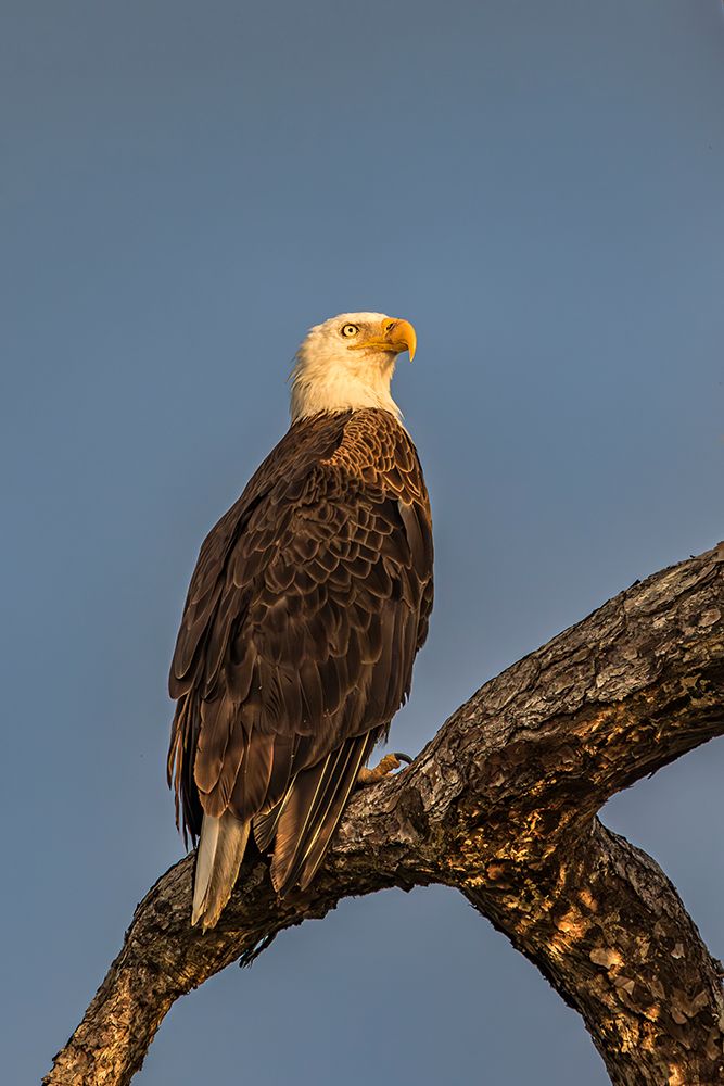 An adult bald eagle perches stoically, surveying its territory. art print by Larry Richardson for $57.95 CAD