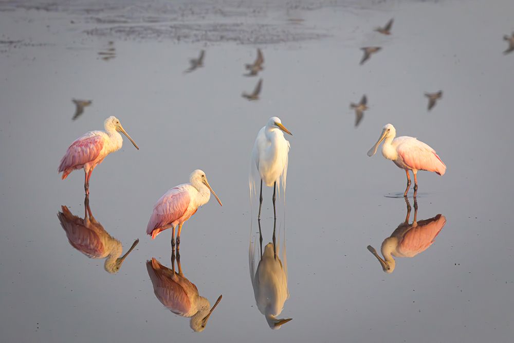 Roseate spoonbills and a great egret congregate in still marsh waters. art print by Larry Richardson for $57.95 CAD