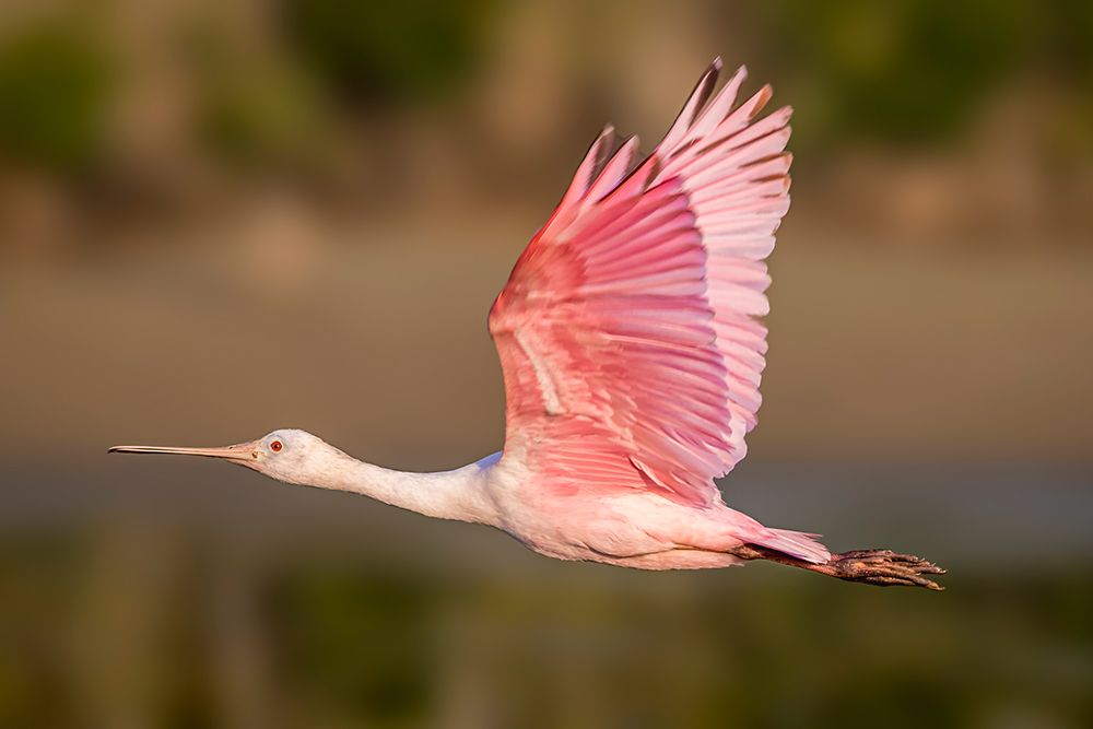 Roseate spoonbills flies across the marsh. art print by Larry Richardson for $57.95 CAD