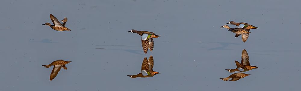 A trio of blue-wing teal fly low across water, with their reflection. art print by Larry Richardson for $57.95 CAD