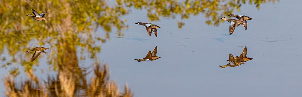 Blue-winged teal fly low across water. art print by Larry Richardson for $57.95 CAD