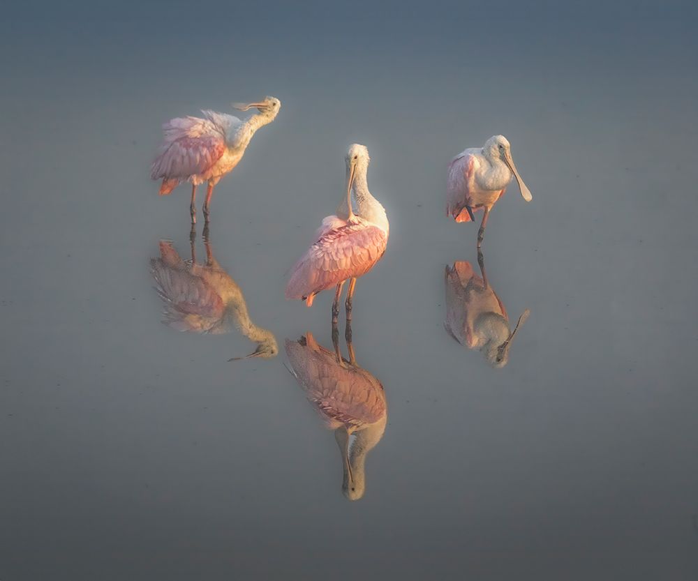 A trio of spoonbills preen in the fogging morning light. art print by Larry Richardson for $57.95 CAD