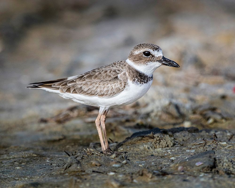 Perfectly formed feathers of a Wilsons plover highlight this winter-time plumage. art print by Larry Richardson for $57.95 CAD