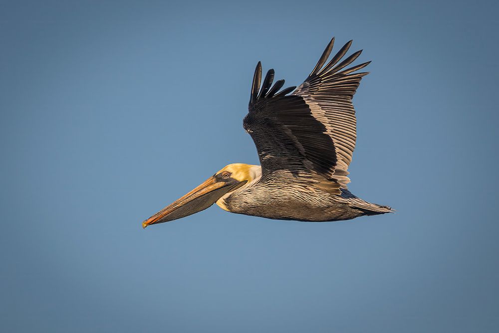 A brown pelican flies across the sky. art print by Larry Richardson for $57.95 CAD