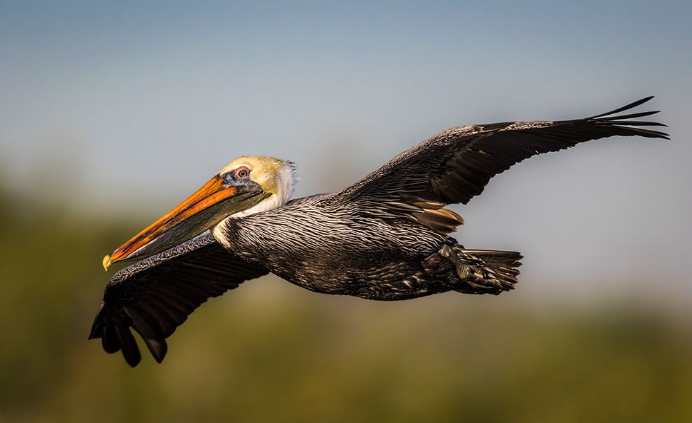 A majestic brown pelican glides across the sky. art print by Larry Richardson for $57.95 CAD