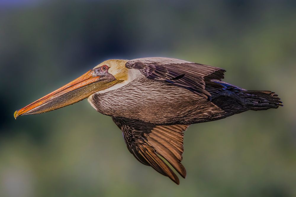 A majestic brown pelican glides across the sky. art print by Larry Richardson for $57.95 CAD