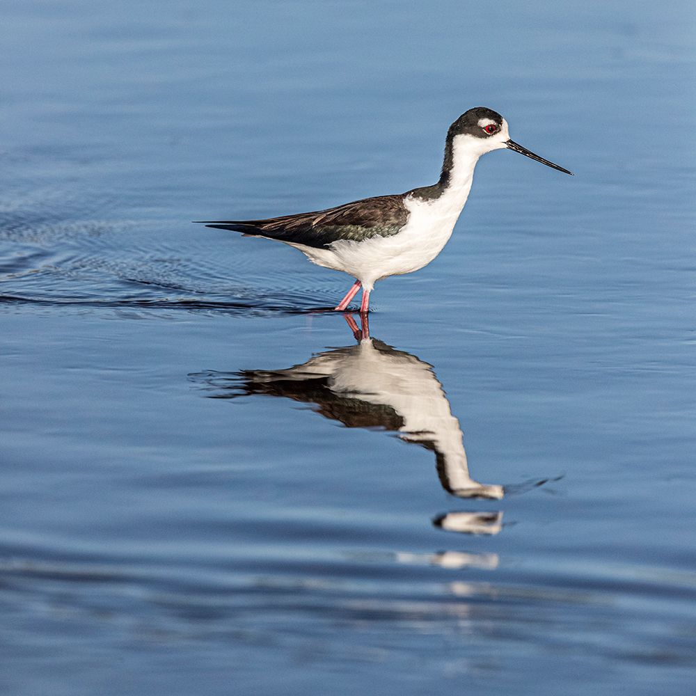 A beautiful adult black-necked stilt walks through shallow water. art print by Larry Richardson for $57.95 CAD