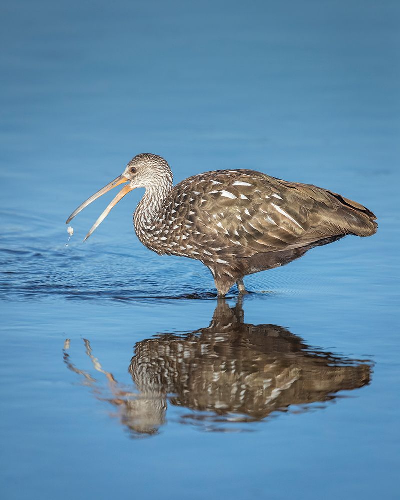 A limpkin releases a freshwater clam in order to get a better purchase before eating. art print by Larry Richardson for $57.95 CAD