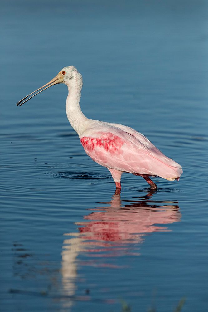 A roseate spoonbill water through shallow water. art print by Larry Richardson for $57.95 CAD