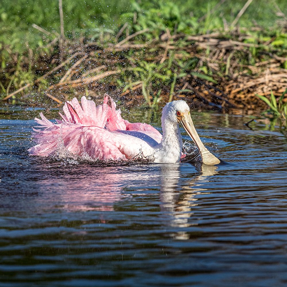 A roseate spoonbill demonstrates extreme bathing. art print by Larry Richardson for $57.95 CAD