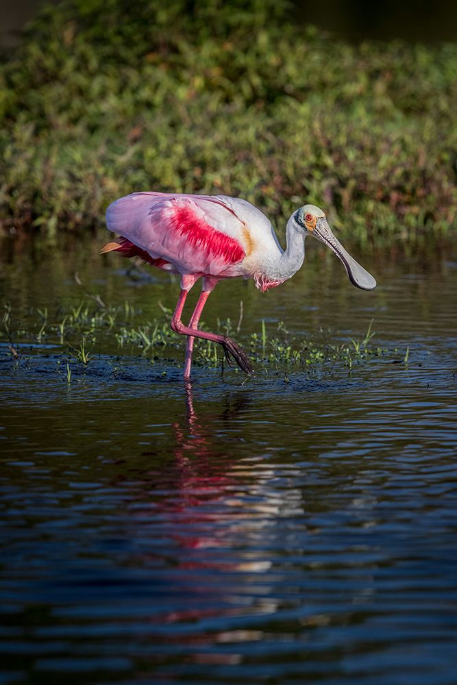 Roseate spoonbills display their bright pink color. art print by Larry Richardson for $57.95 CAD