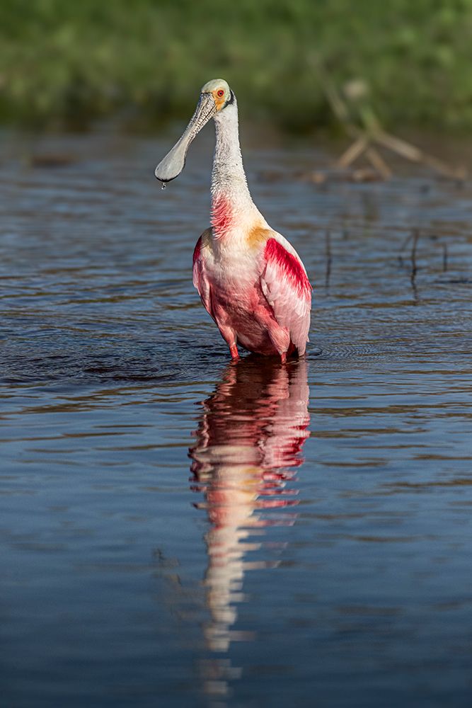 Roseate spoonbills display their bright pink color. art print by Larry Richardson for $57.95 CAD