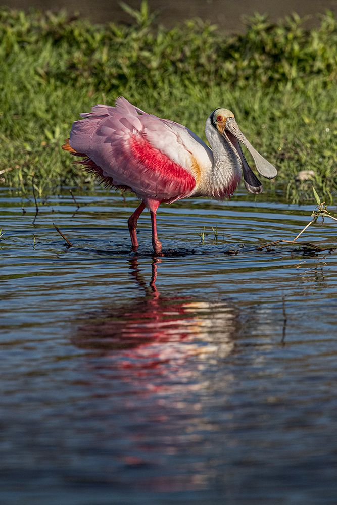 Roseate spoonbills display their bright pink color. art print by Larry Richardson for $57.95 CAD