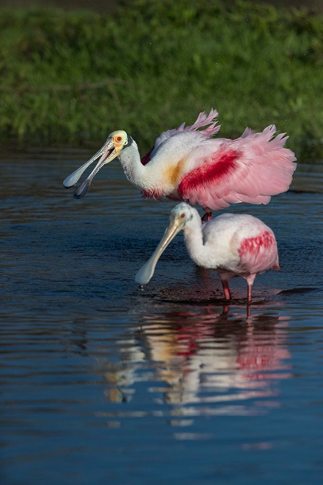 Roseate spoonbills display their bright pink color. art print by Larry Richardson for $57.95 CAD