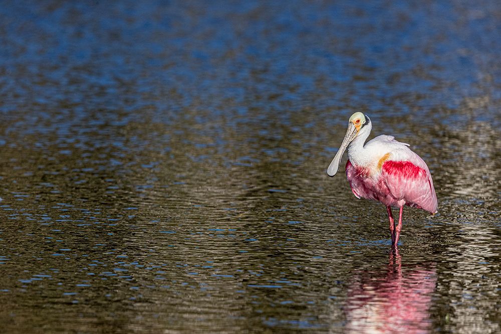 Roseate spoonbills display their bright pink color. art print by Larry Richardson for $57.95 CAD