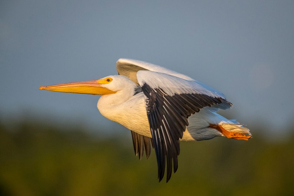A white pelican flies across the sky. art print by Larry Richardson for $57.95 CAD