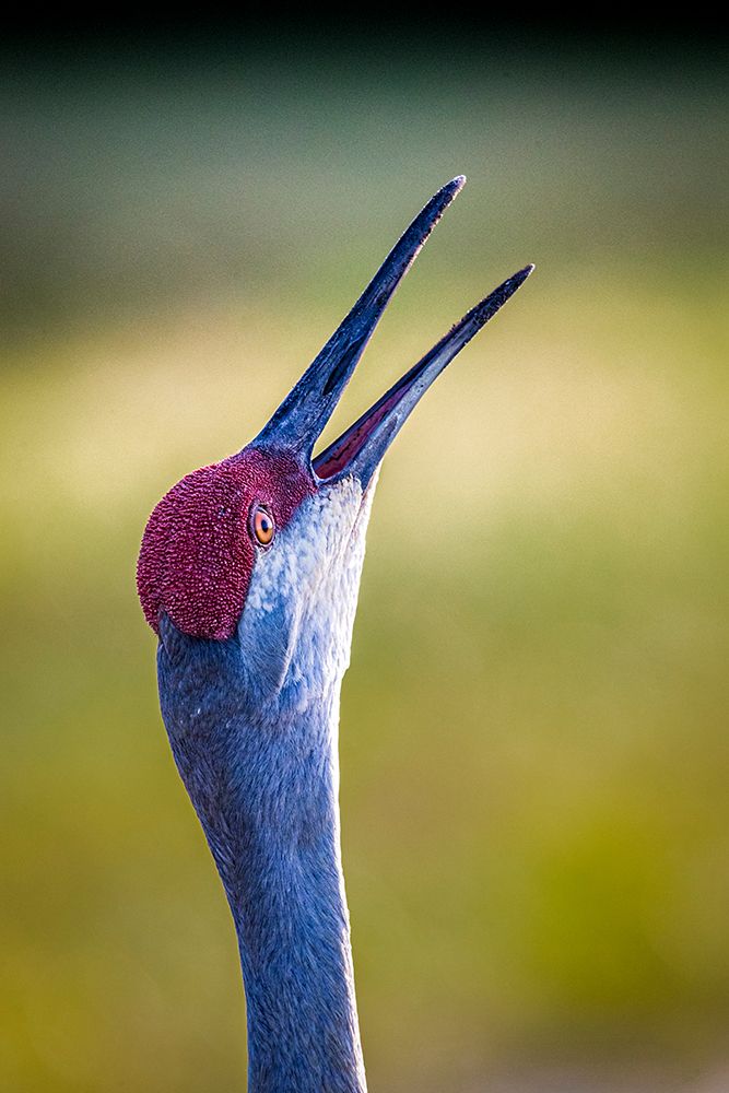 A sandhill crane calls out with a loud bugle-like voice. art print by Larry Richardson for $57.95 CAD