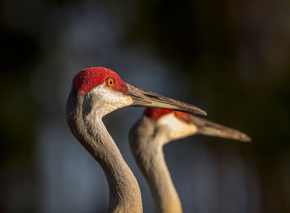 Sandhill cranes are tall regal birds. art print by Larry Richardson for $57.95 CAD