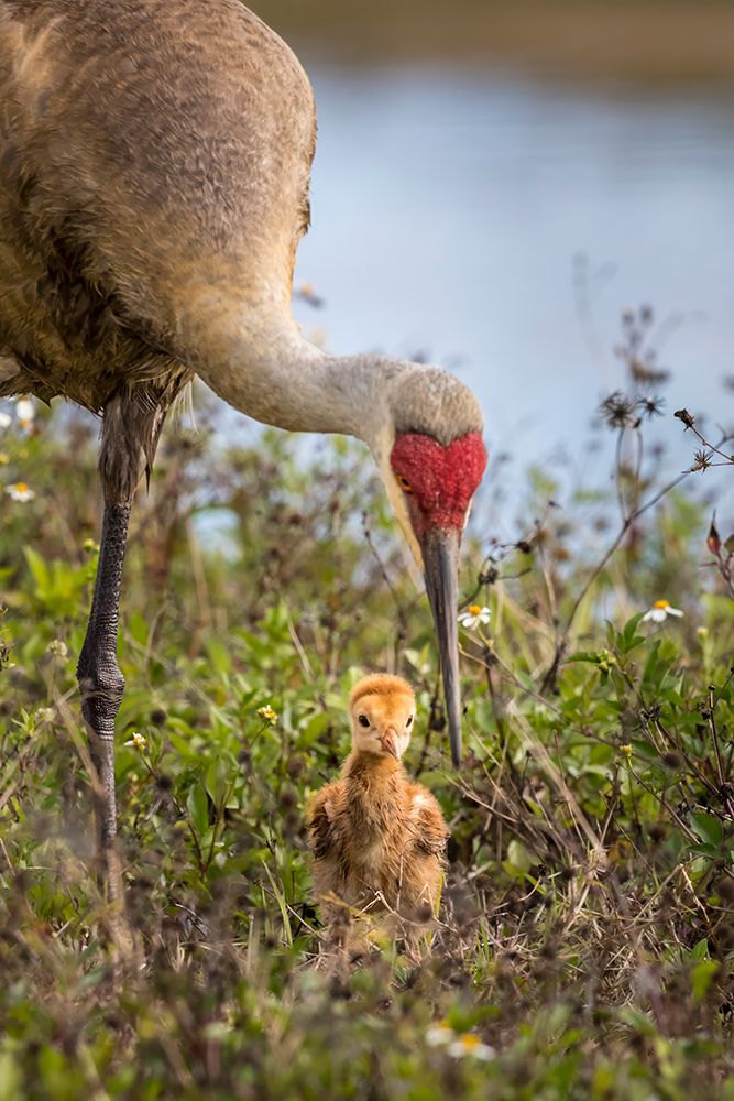 An adult sandhill crane with young colt look for bugs to eat. art print by Larry Richardson for $57.95 CAD