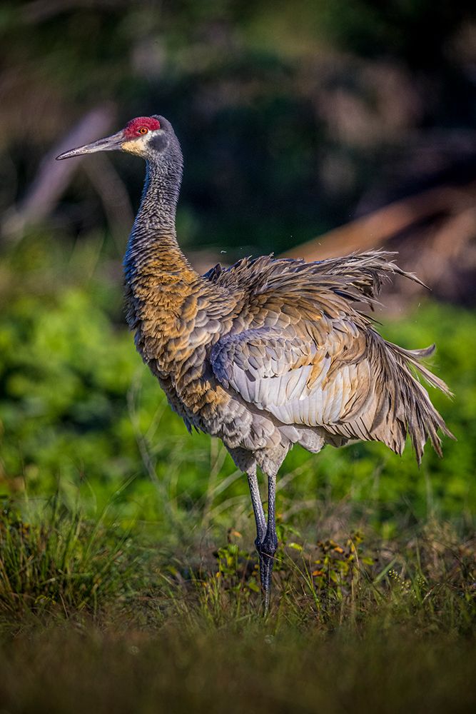 A sandhill crane fluffs its feathers, before setting them into perfect arrangement. art print by Larry Richardson for $57.95 CAD