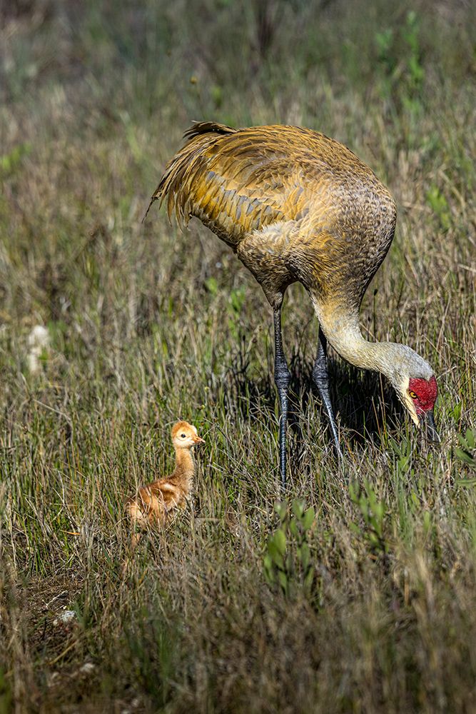 An adult sandhill crane with young colt look for bugs to eat. art print by Larry Richardson for $57.95 CAD