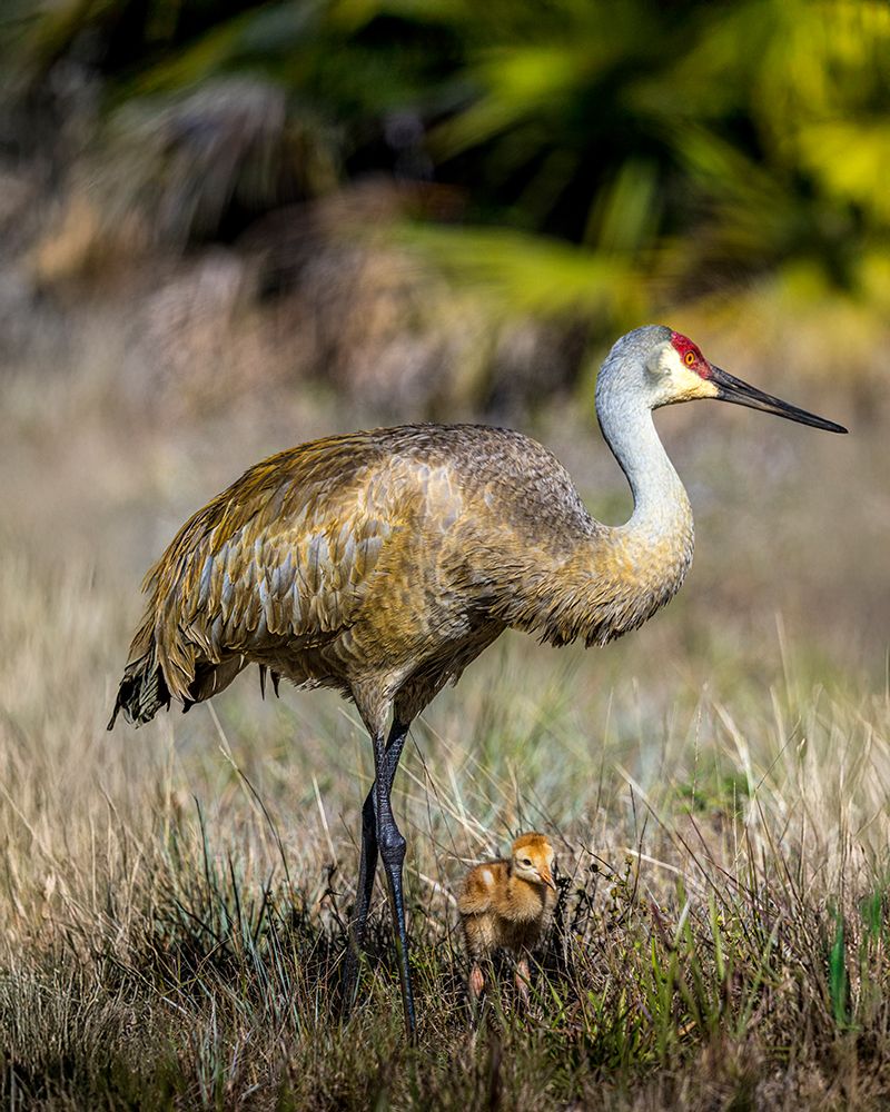 An adult sandhill crane with young colt look for bugs to eat. art print by Larry Richardson for $57.95 CAD