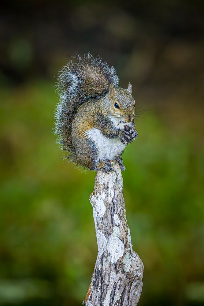 A gray squirrel eats something on top of a cypress knee. art print by Larry Richardson for $57.95 CAD
