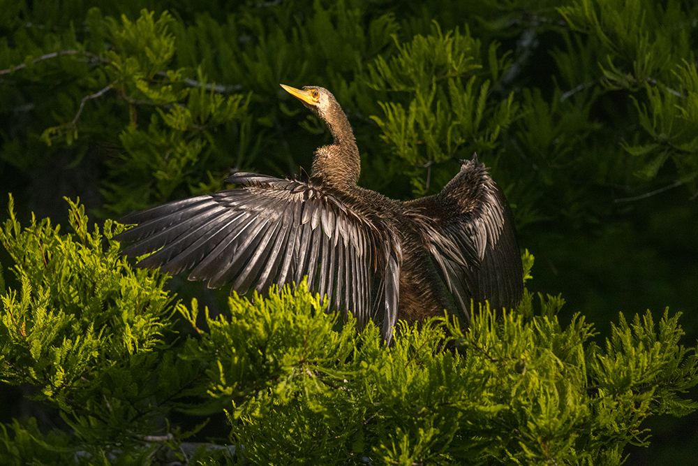 A female anhinga spreads out her wings to dry in the morning sun. art print by Larry Richardson for $57.95 CAD