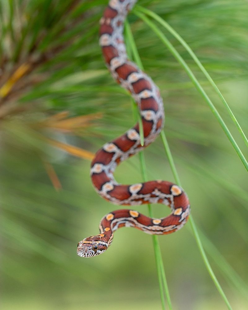 Corn Snake in long-leaf pine A docile non-venomous snake found throughout Florida art print by Maresa Pryor for $57.95 CAD