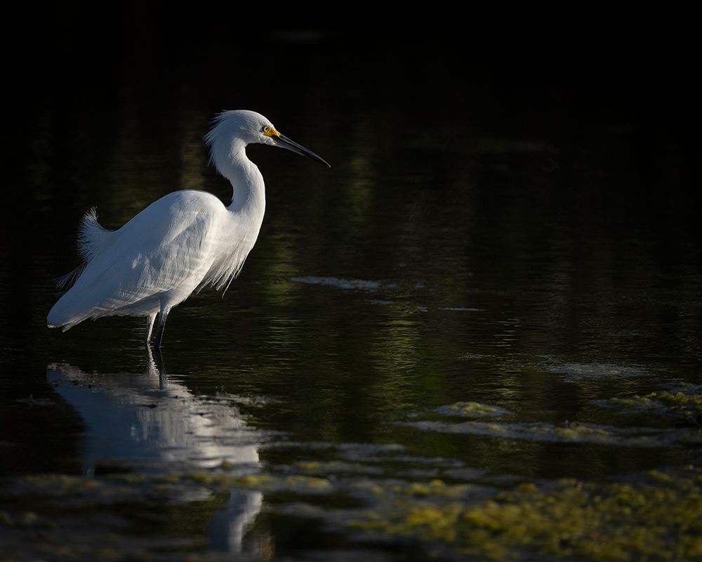 Snowy Egret hunting-Merritt Island National Wildlife Refuge-Florida art print by Maresa Pryor for $57.95 CAD