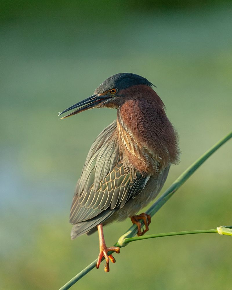 Green heron-Butorides virescens-Green Cay Wetlands-Florida art print by Maresa Pryor for $57.95 CAD