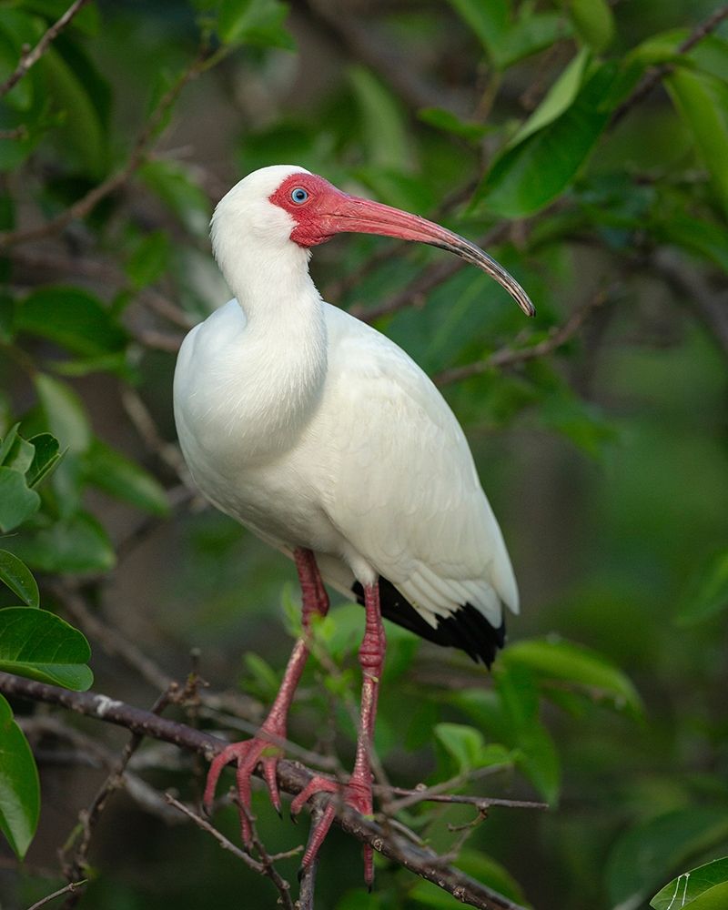 White Ibis in breeding colors-Eudocimus albus-Wakodahatchee Wetlands-Florida Rookery art print by Maresa Pryor for $57.95 CAD