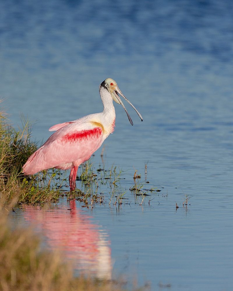 Roseate spoonbill agitated-Merritt island National Wildlife Refuge-Florida-USA art print by Maresa Pryor for $57.95 CAD