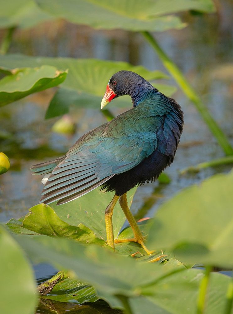 Purple gallinule-Arthur R Marshall Loxahatchee National Wildlife Refuge-Marsh Trail-Florida art print by Maresa Pryor for $57.95 CAD