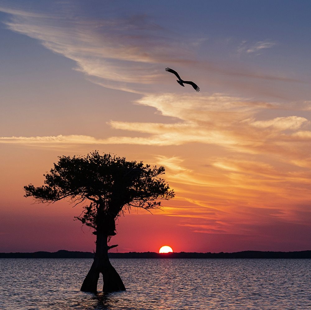 Sunset on Blue Cypress Lake Conservation Area-Vero Beach-Florida art print by Maresa Pryor for $57.95 CAD
