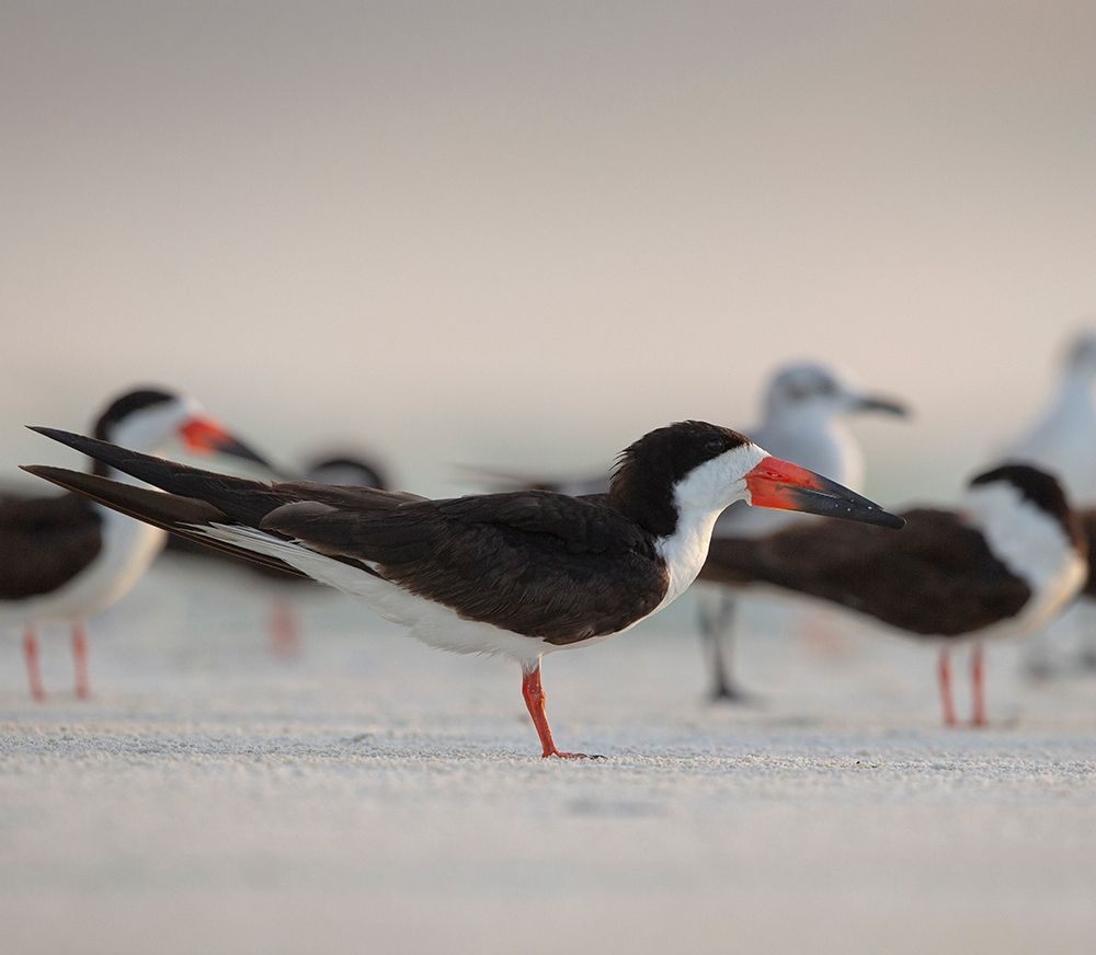 Black Skimmers on Lido Beach-Florida art print by Maresa Pryor for $57.95 CAD