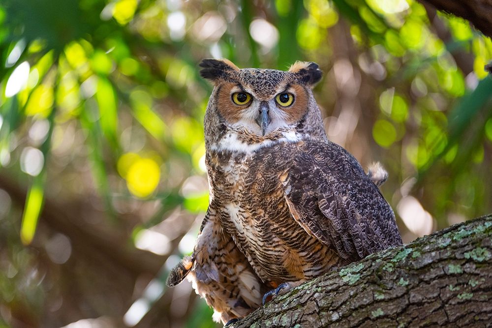 Portrait of a Great Horned Owl-perched in a tree art print by Sheila Haddad for $57.95 CAD