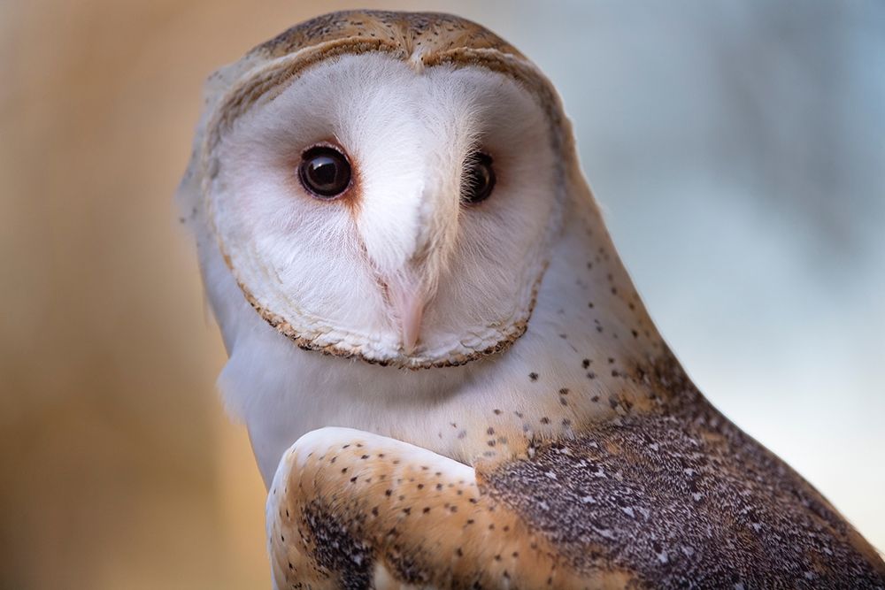 A Barn Owl-close up-looking directly on art print by Sheila Haddad for $57.95 CAD