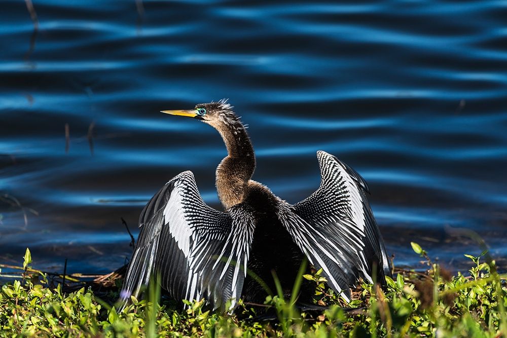 A male Anhinga-drying with wings open-mating season-the eye is ringed green/blue art print by Sheila Haddad for $57.95 CAD