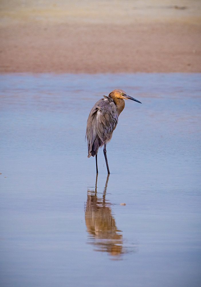 USA, Florida, Fort de Soto, a Reddish Egret standing in the water in early morning golden light. art print by Sheila Haddad for $57.95 CAD