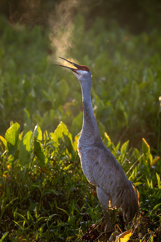USA, Florida. Sandhill crane standing tall calling out in the early morning winter air art print by Sheila Haddad for $57.95 CAD