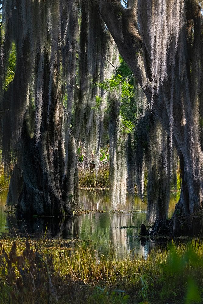 USA, Florida. Cedar trees with long moss hanging, standing in water with reflection art print by Sheila Haddad for $57.95 CAD