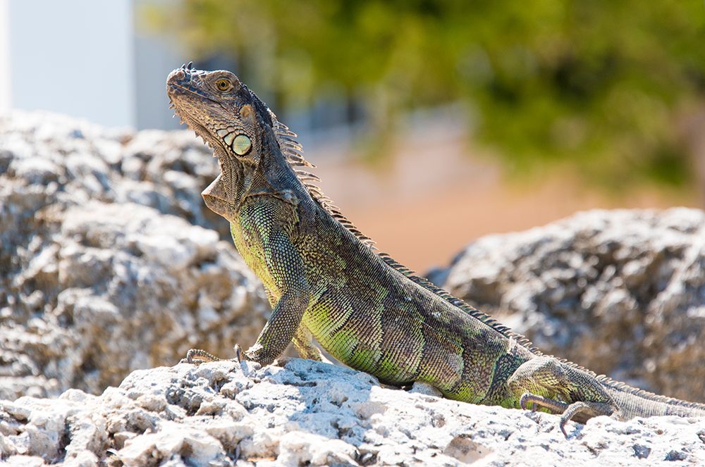 USA-Florida-Florida Keys-Key Largo. Green iguana strikes noble pose on bulkhead art print by Trish Drury for $57.95 CAD