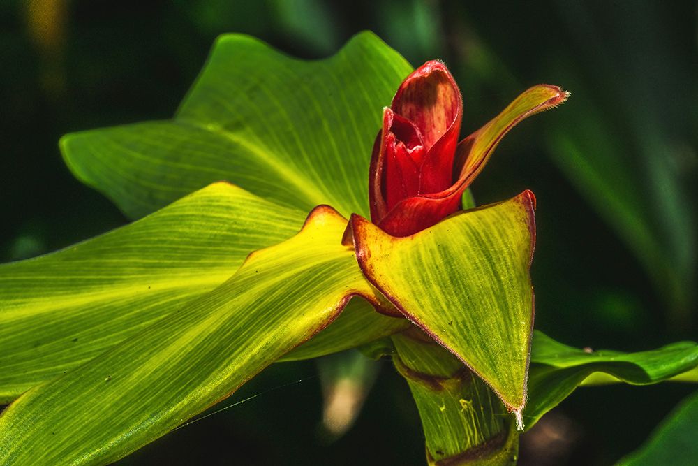 African arrowroot plant art print by William Perry for $57.95 CAD