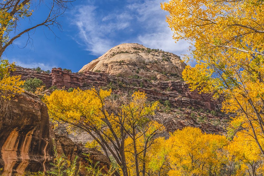 Colorful yellow cottonwood trees-Canyonlands National Park-Needles District-Utah art print by William Perry for $57.95 CAD