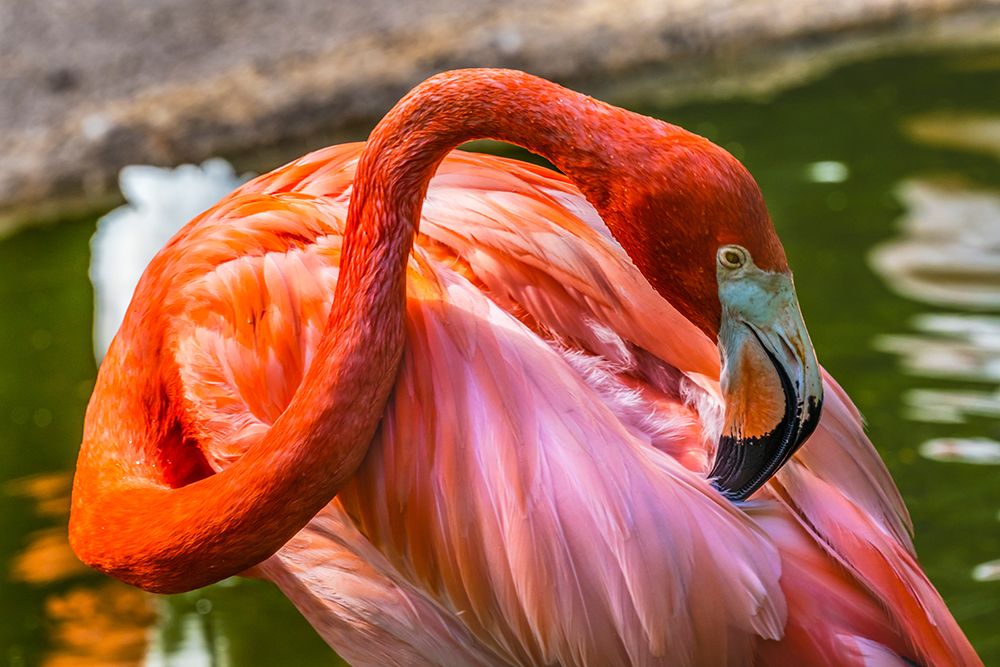 Colorful American Caribbean Flamingo-Florida art print by William Perry for $57.95 CAD