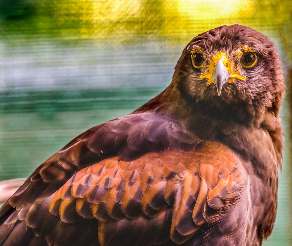 Colorful red-tailed hawk looking for prey-Florida art print by William Perry for $57.95 CAD
