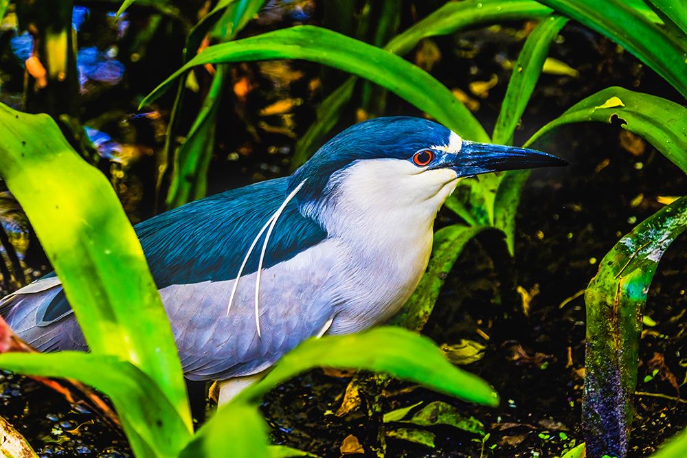 Colorful black crowned night heron fishing-Florida art print by William Perry for $57.95 CAD