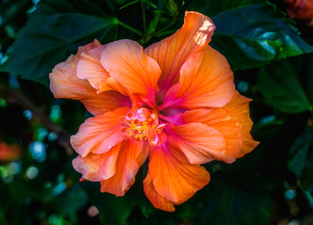 Tropical prints and posters